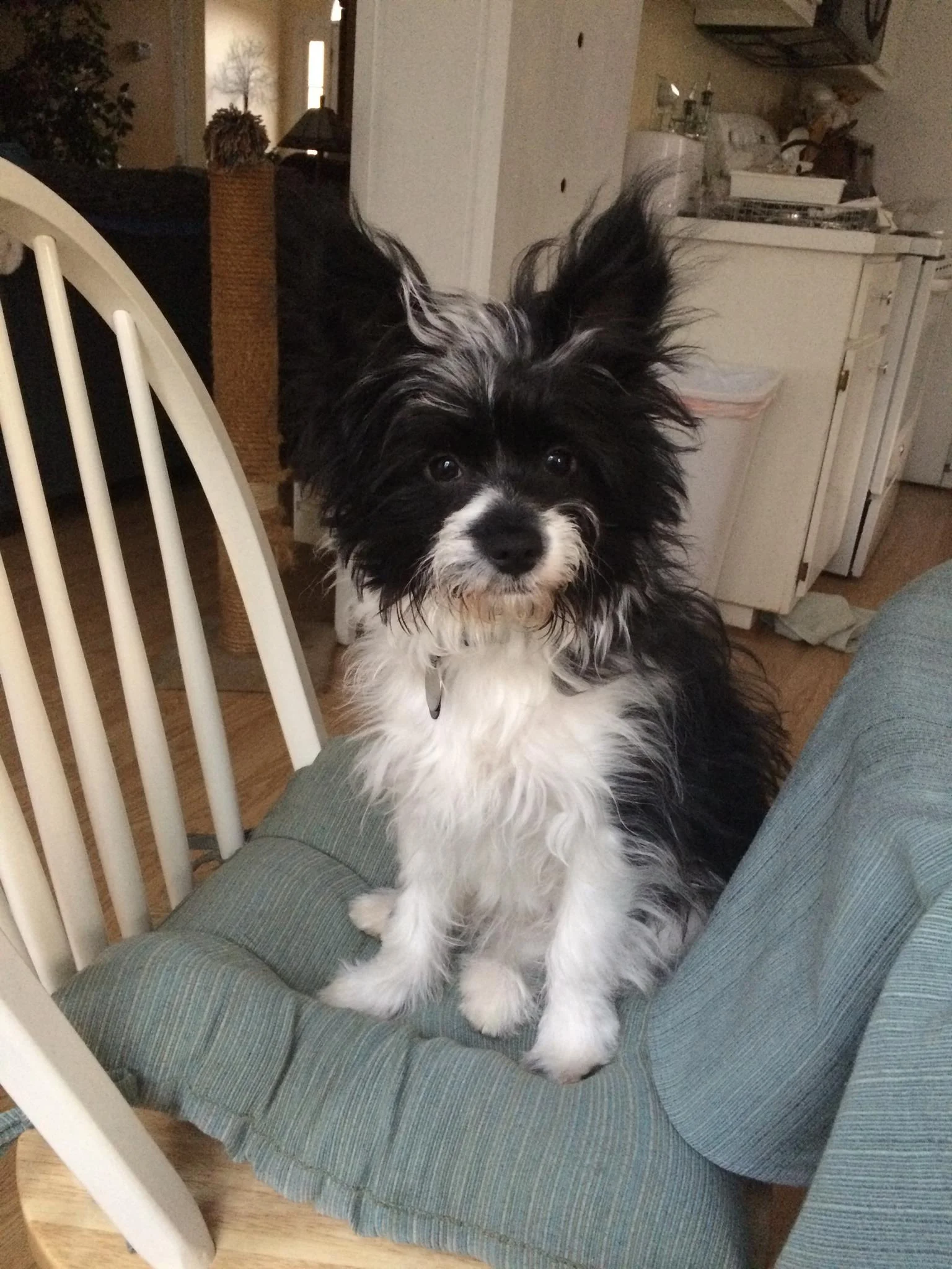 Zazz Reference Photo