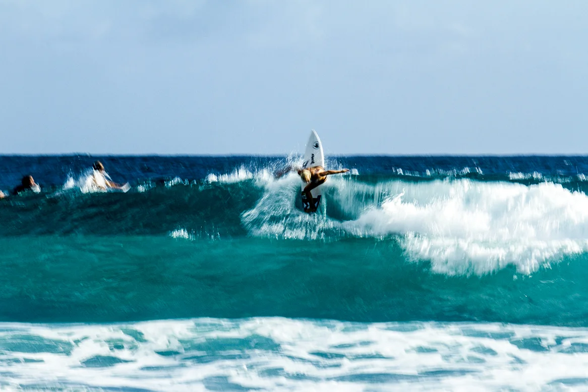 IMG_5728 snapper-11-3-2016-tatiana-weston-webb.jpg