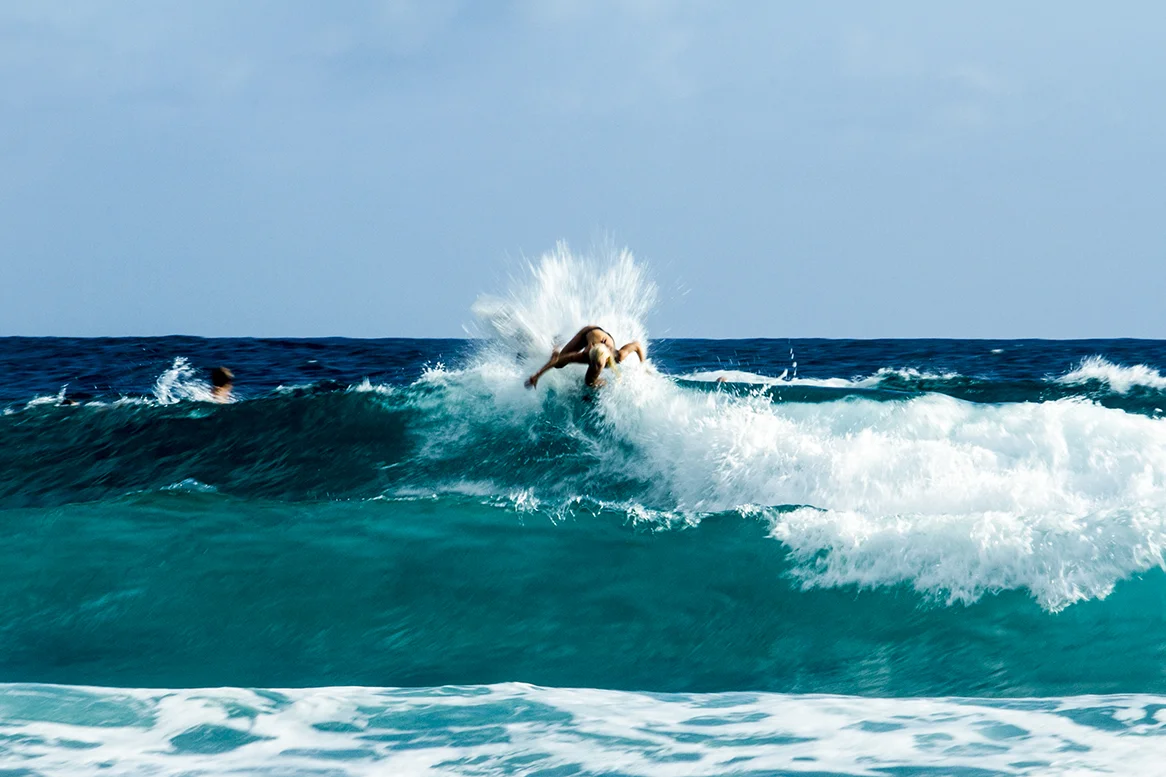 IMG_5729 snapper-11-3-2016-tatiana-weston-webb.jpg