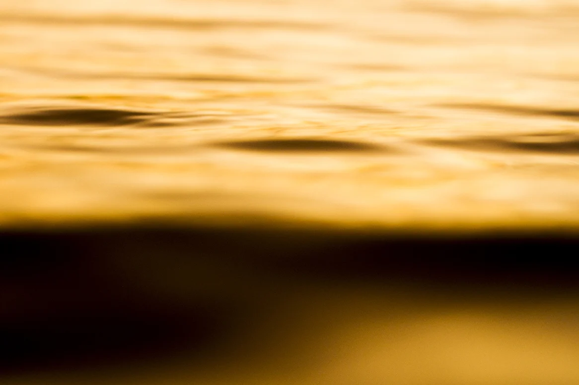 IMG_0065 salomie and diesel fran-miller-photo.jpg