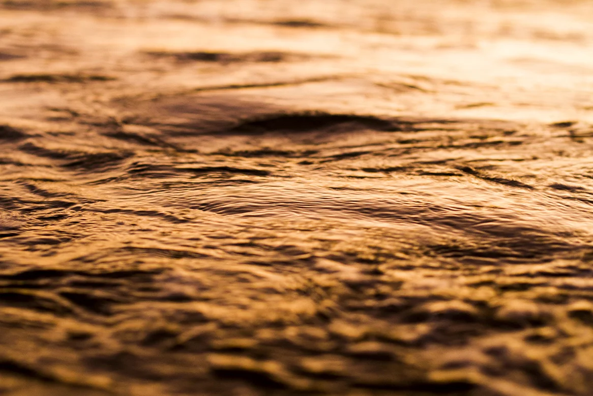 IMG_0075 tussock fran-miller-photo.jpg