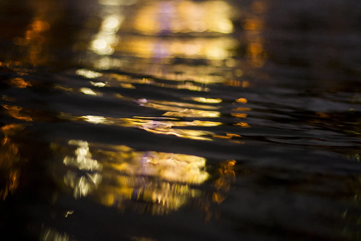 IMG_0908 driftwood and pharlap fran-miller-photo.jpg