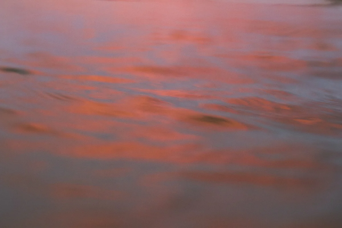 IMG_1392 chestnut fran-miller-photo.jpg