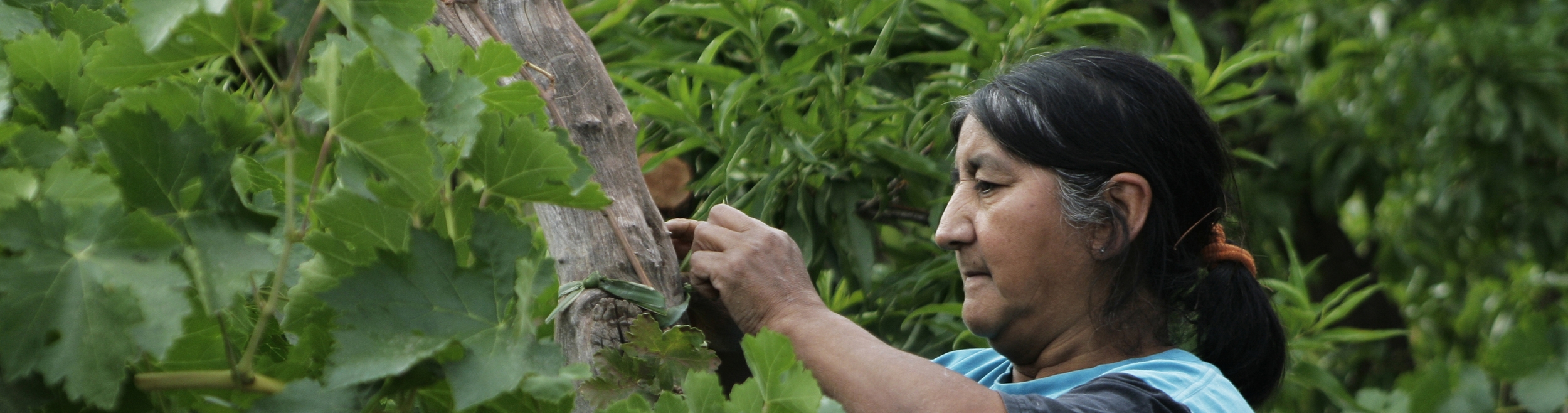 CRIADA. 2009. Argentina. Directed by Matías Herrera Córdoba. 53-year-old Hortensia lives in El Puesto, a small town in the northwest of Argentina in a verdant region at the foot of a mountain range between two rivers. Born in Patagonia as a member of the Mapuche indigenous group, she was taken at the age of 13 to Catamarca to become a maid. Since that time she has been part of one family and, like many criadas (raised maids), is not free. This portrait builds in emotional power as she silently goes about her everyday routine. In Spanish; English subtitles. 75 min. U.S. premiere. Sunday, February 20, 5:30pm; Monday, February 21, 4:30pm