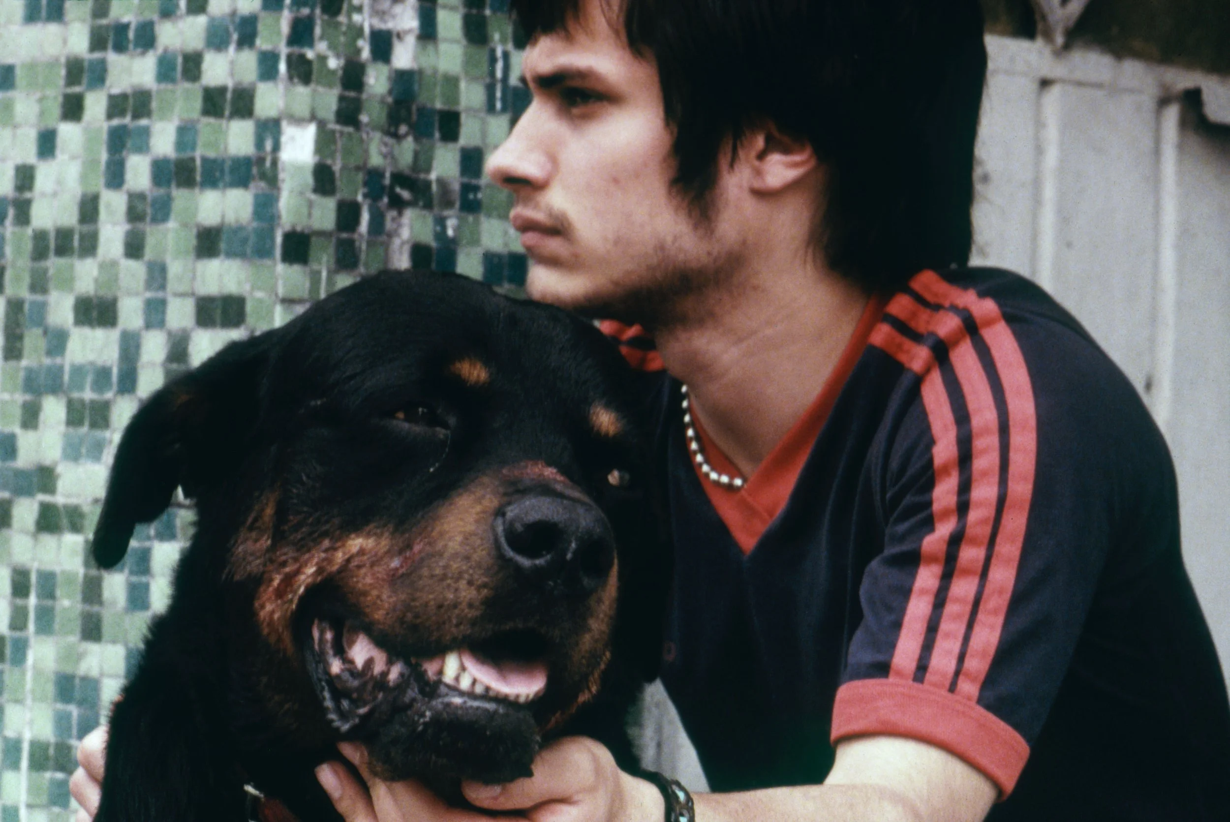 The dogs are still barking. 🐕

As AMORES PERROS returns to theaters in a new 4K restoration by the hand of MUBI, we're celebrating the 25th anniversary of Alejandro Gonz&aacute;lez I&ntilde;&aacute;rritu's landmark debut&mdash;and 25 years of Cinema