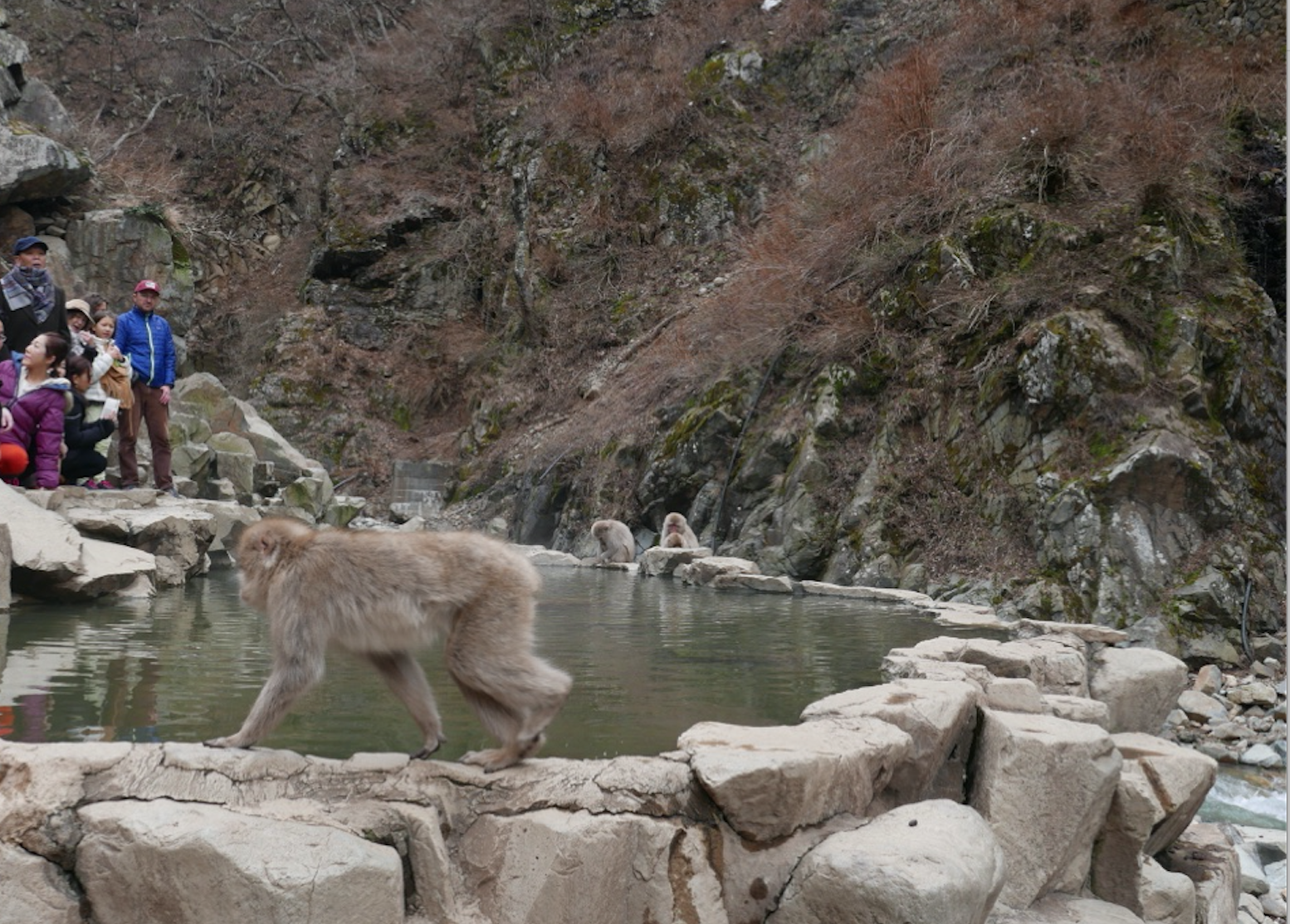 The namesakes of the festival (sans the snow.) If you are lucky and the monkeys get cold enough you can see them hanging out in the onsen (natural hot springs.)