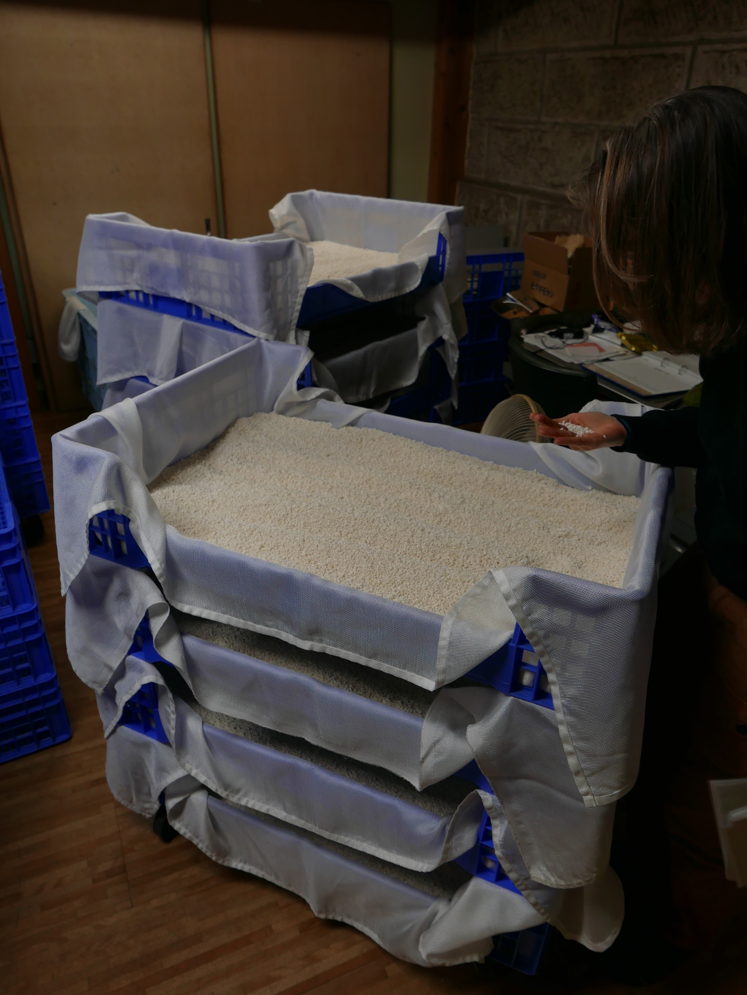 A sake brewer inspects some koji that is drying after it's initial ferment. As a brewer I had to eat some. It was soft and sweet and had a delicate fruity fermentation character almost like an English ale.