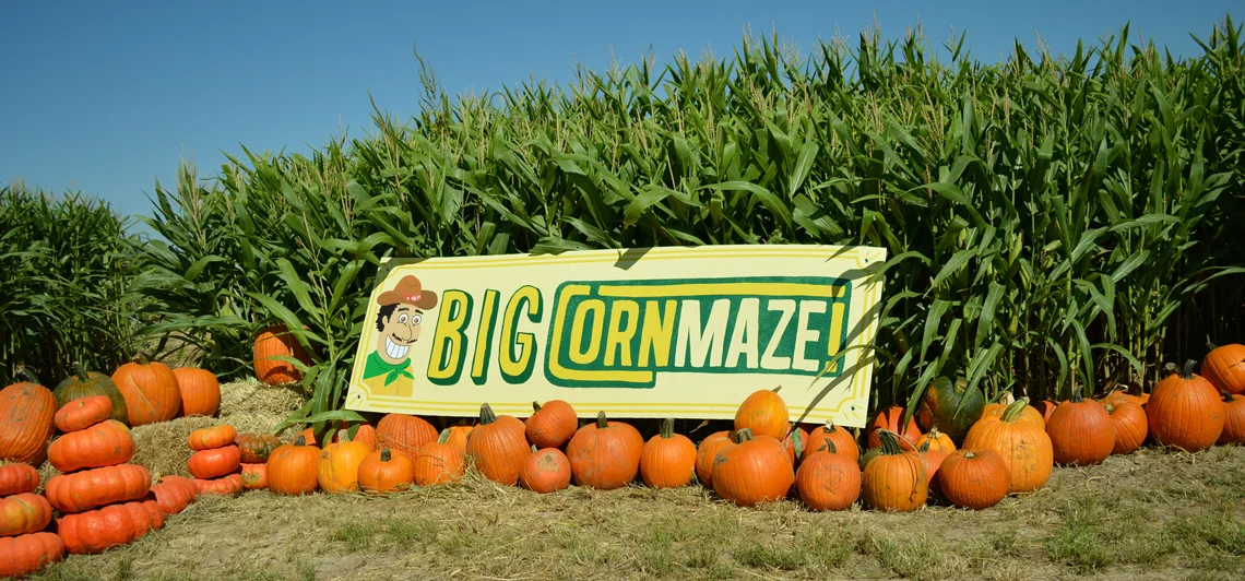 bigcornmaze.jpg