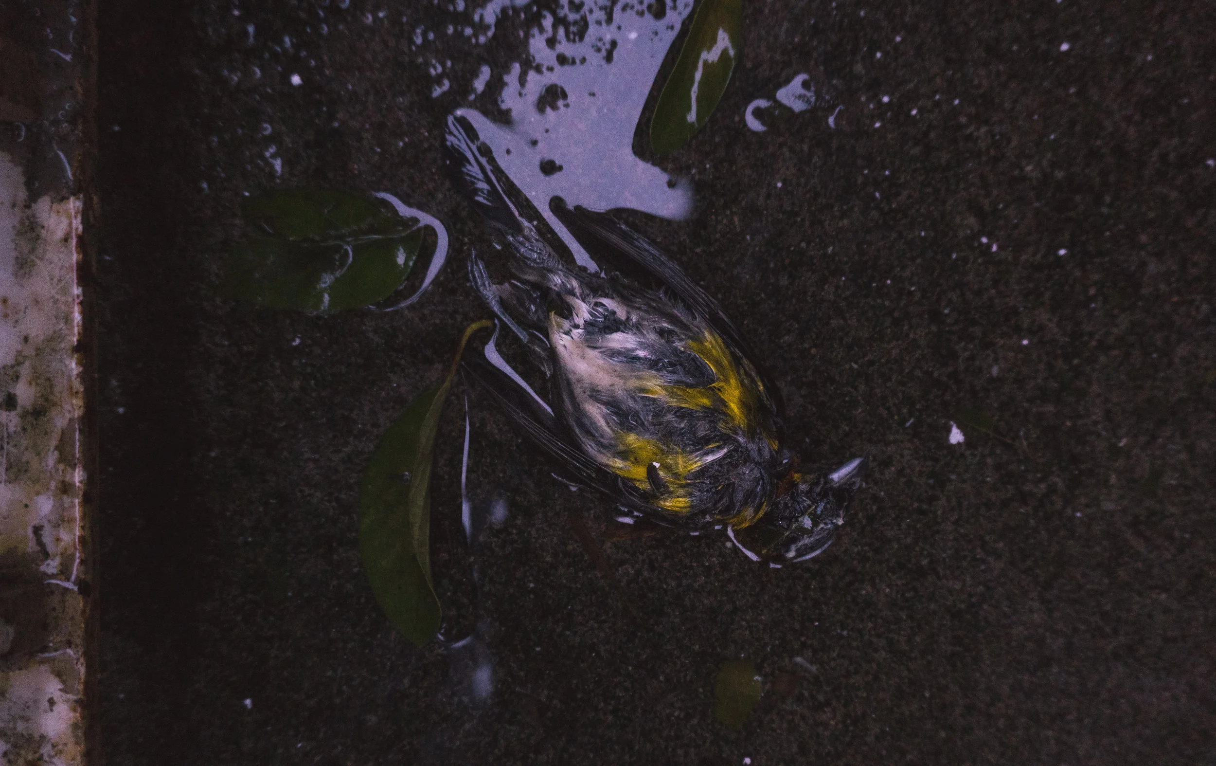 Day 1 | First thing I see on floor after the hurricane.