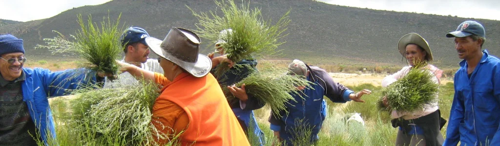 Wupperthal farmers harvesting fresh rooibos during the summer months.