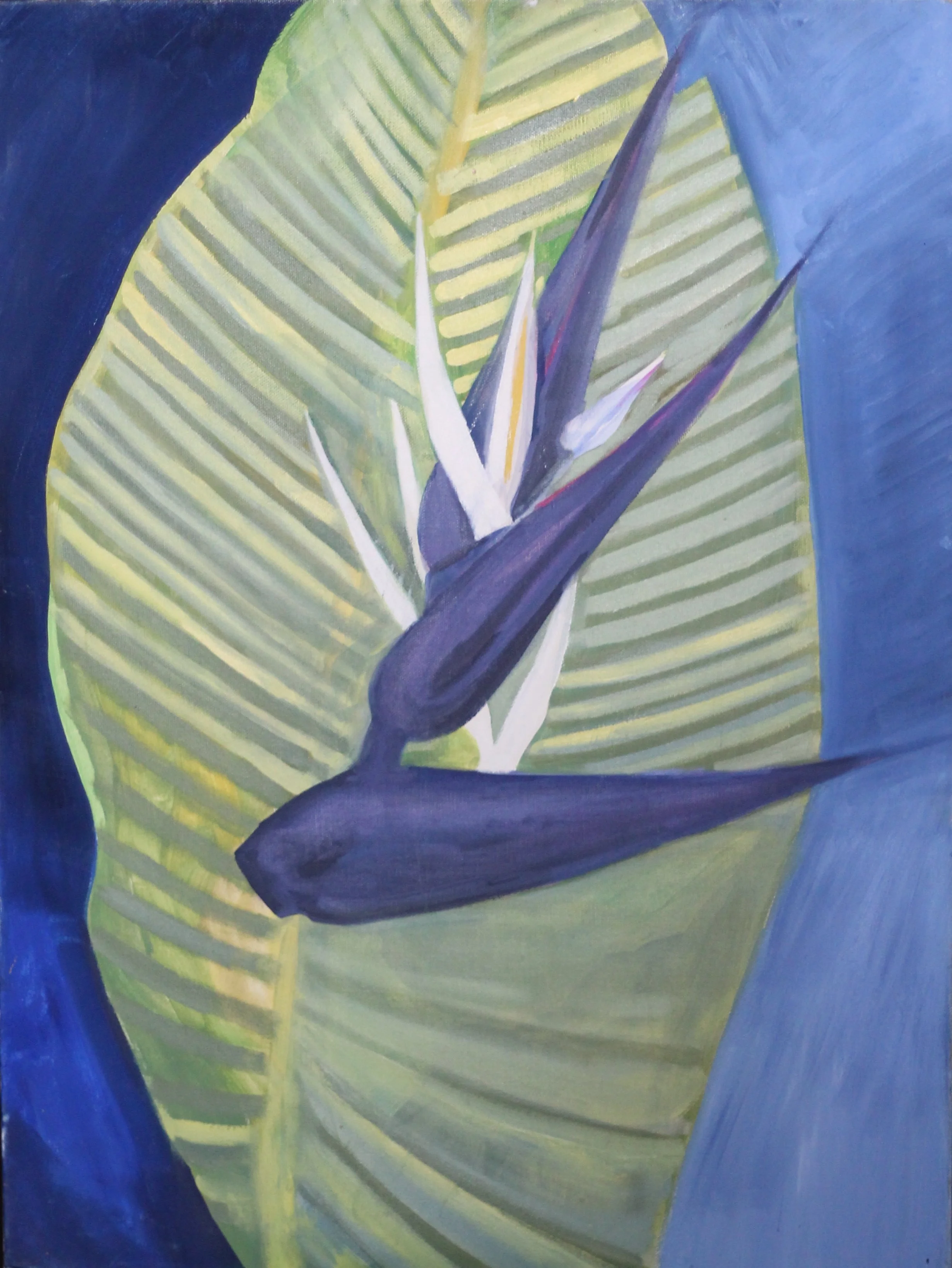 Strelitzia nicolai giant bird of paradise 2010.JPG