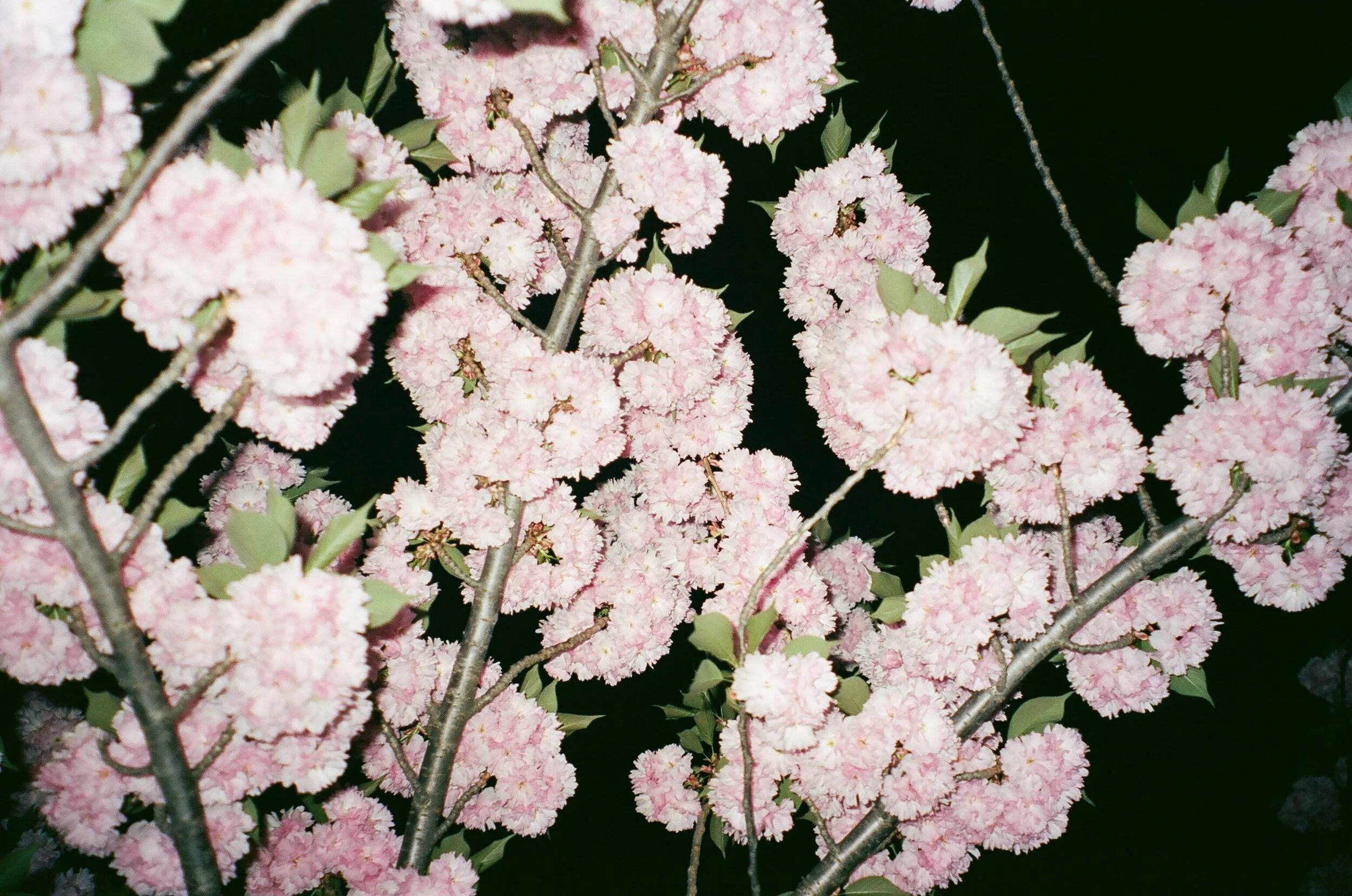 20180602 1835 PORTRA 04.JPG