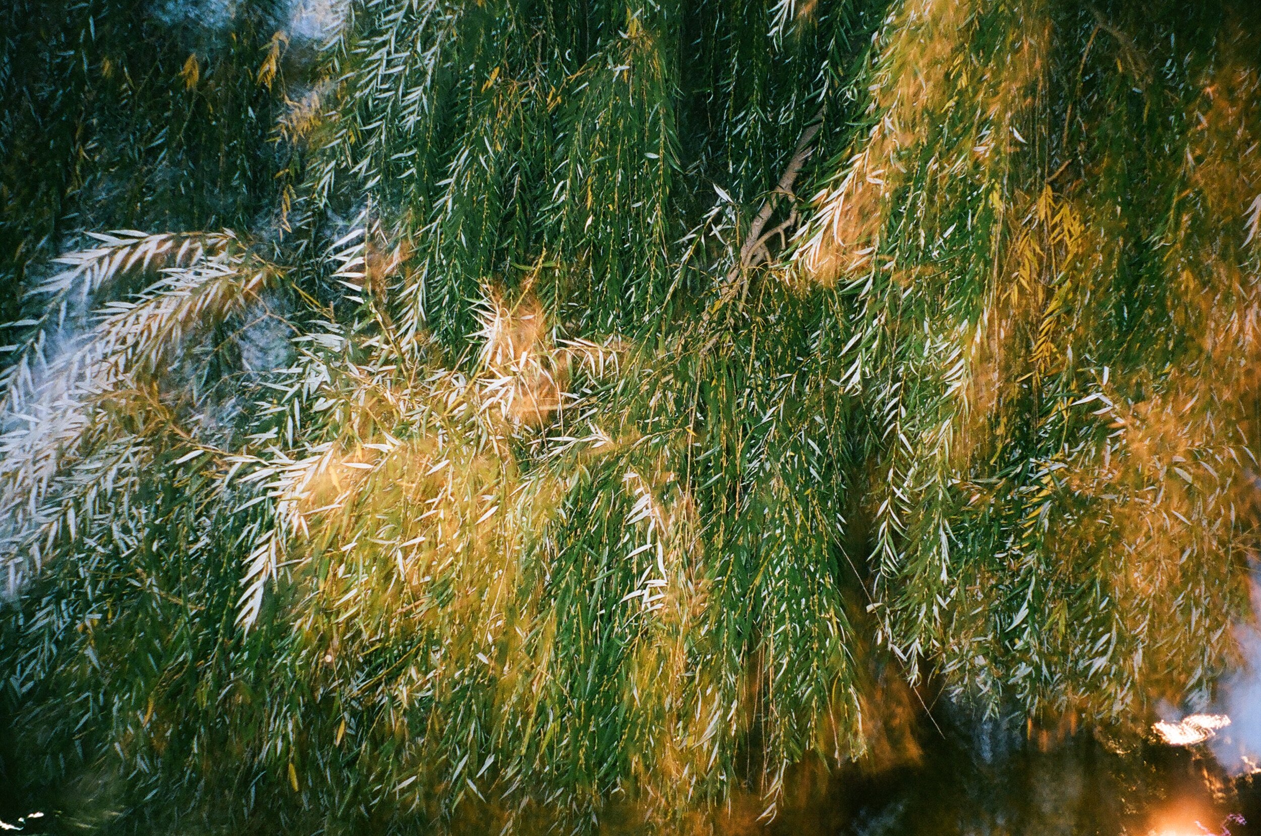 20191002 4742 PORTRA 12.JPG