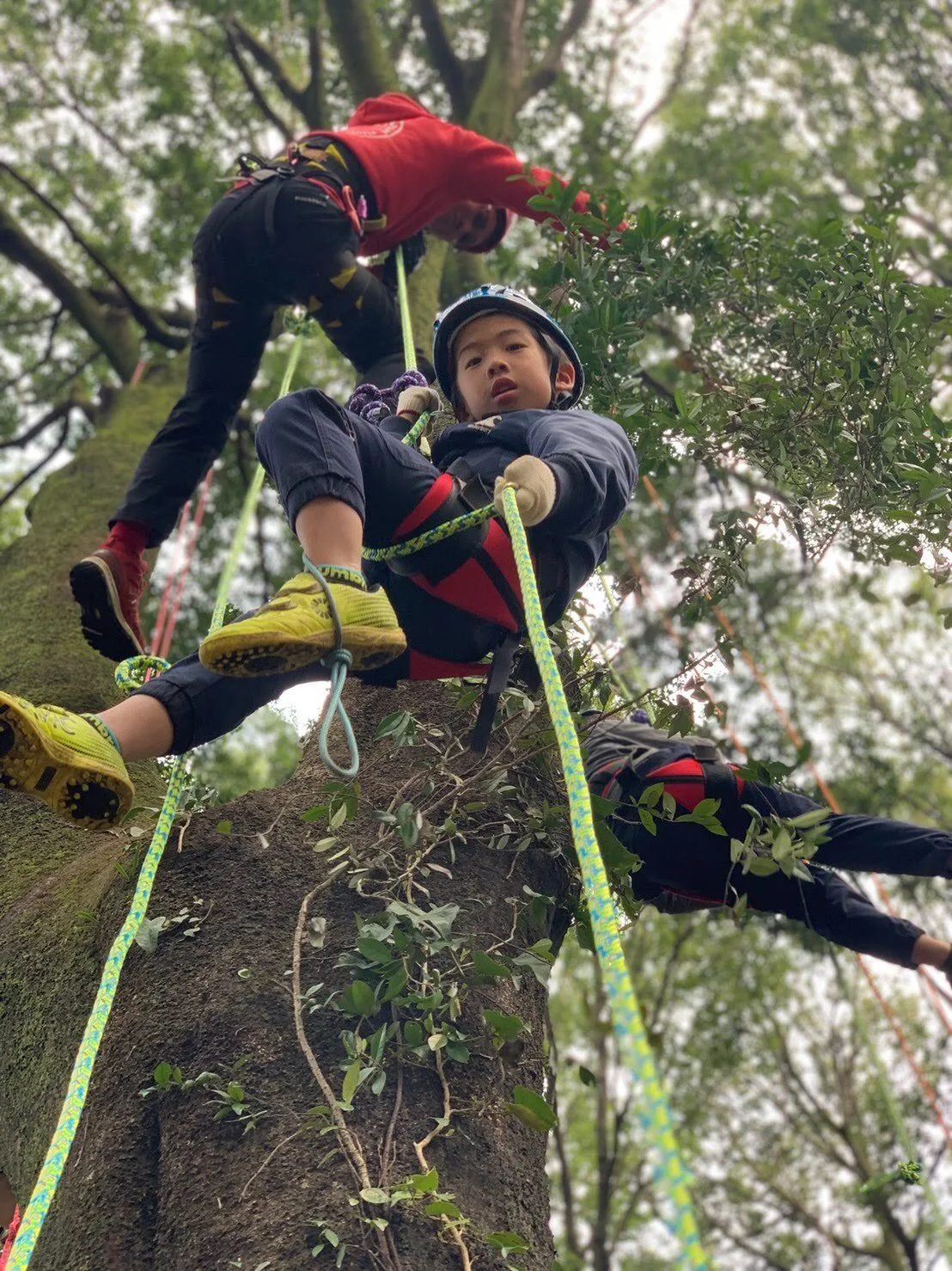kids are tree climbing at summer camp.