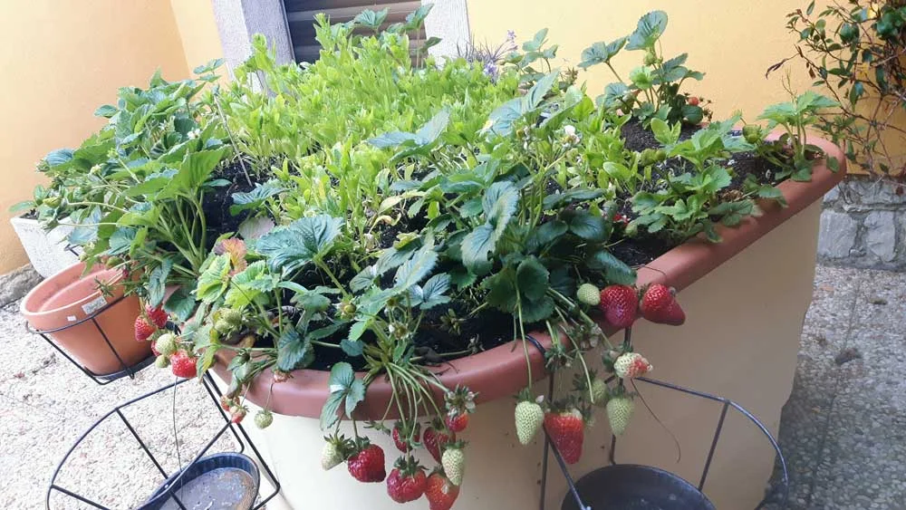 Green-Circle-accessible-garden-for-disabled-gardening..jpg
