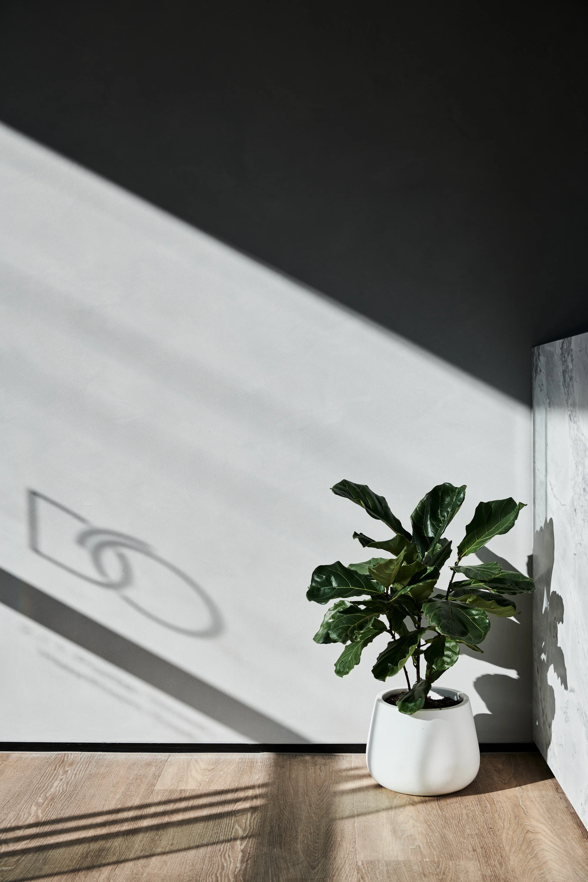 doctors of osteo plant logo.JPG