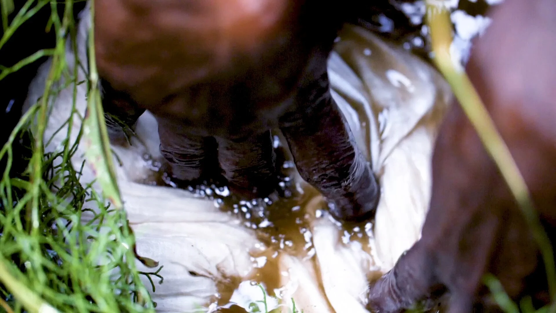 Bernadette_Watt_2018_8_Video_Still.jpg