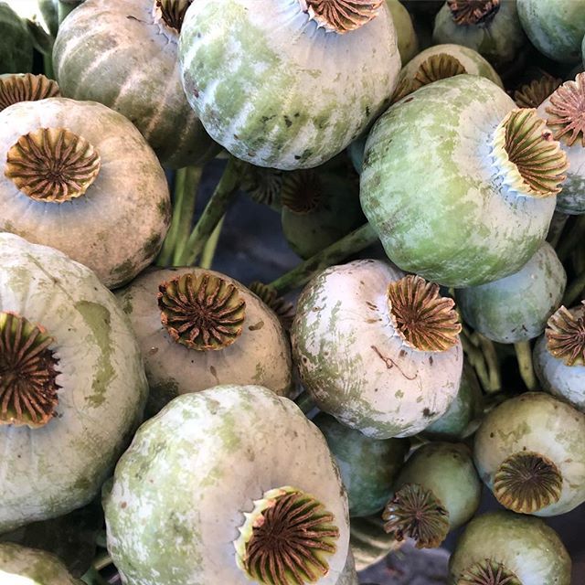 to me the perfect blend between southern hemisphere summer feeling and soft, wintery colour tones. 
Love these poppy sead heads !!! Hope you all had a productive start on this monday - like myself?! #poppy #poppyseadhead #softtones #instamood #greyis