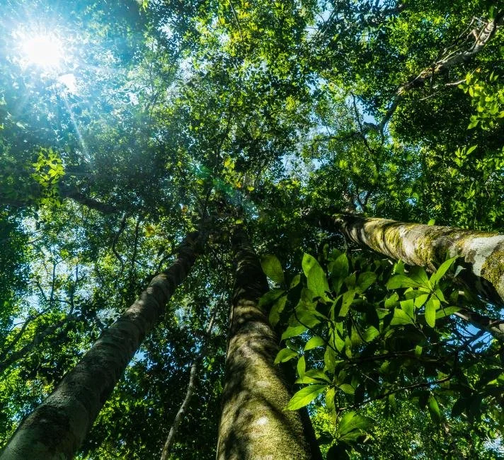 Bosque Tropical húmedo