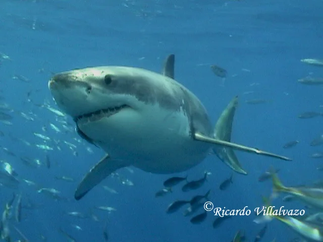 White Shark 5.jpg