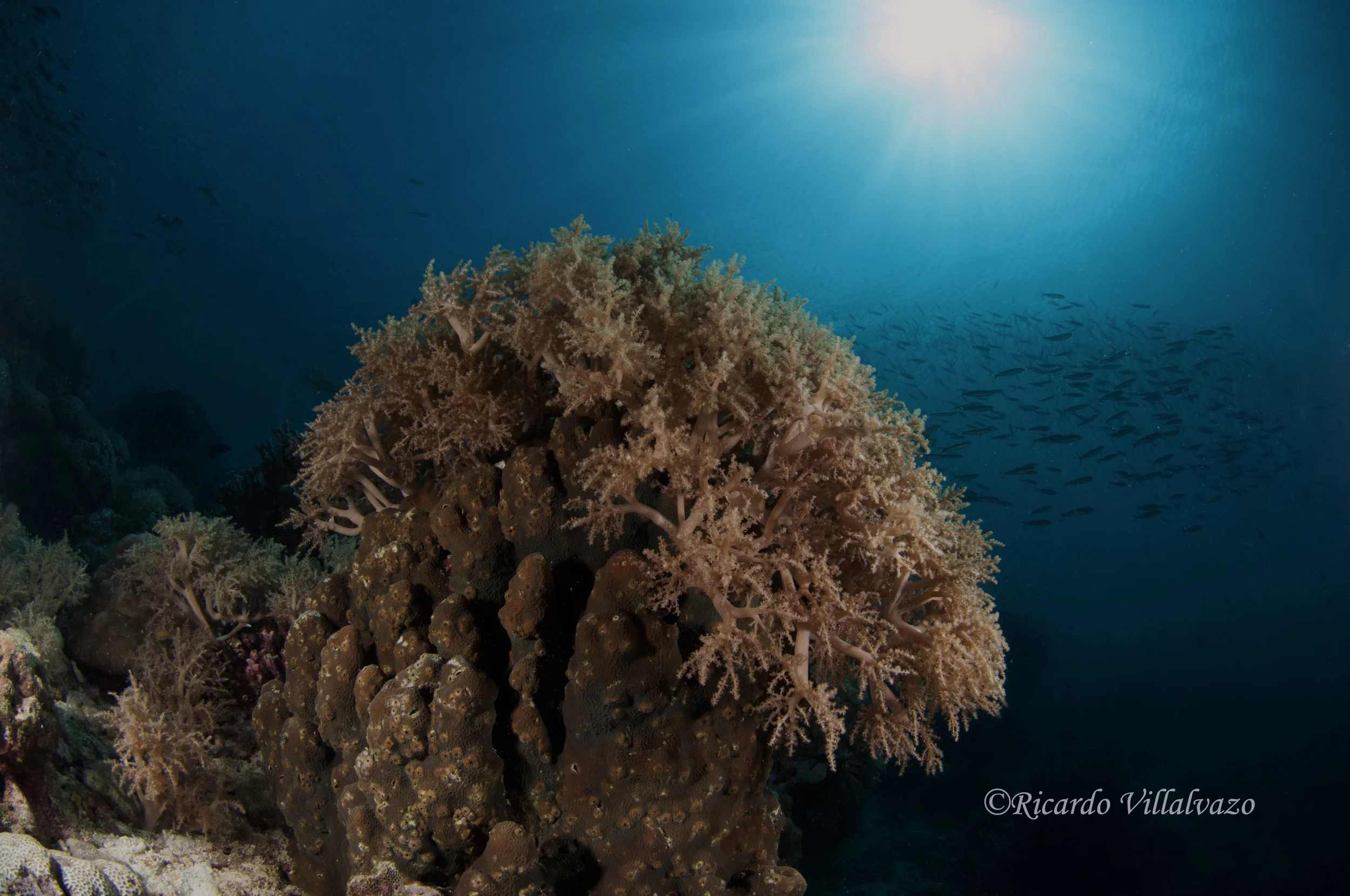 Paisaje submarino(Sumilon island).jpg