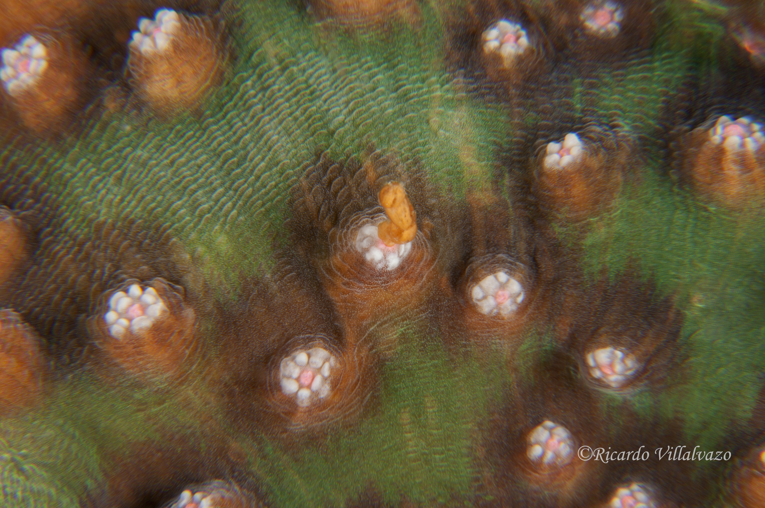 Stony coral
