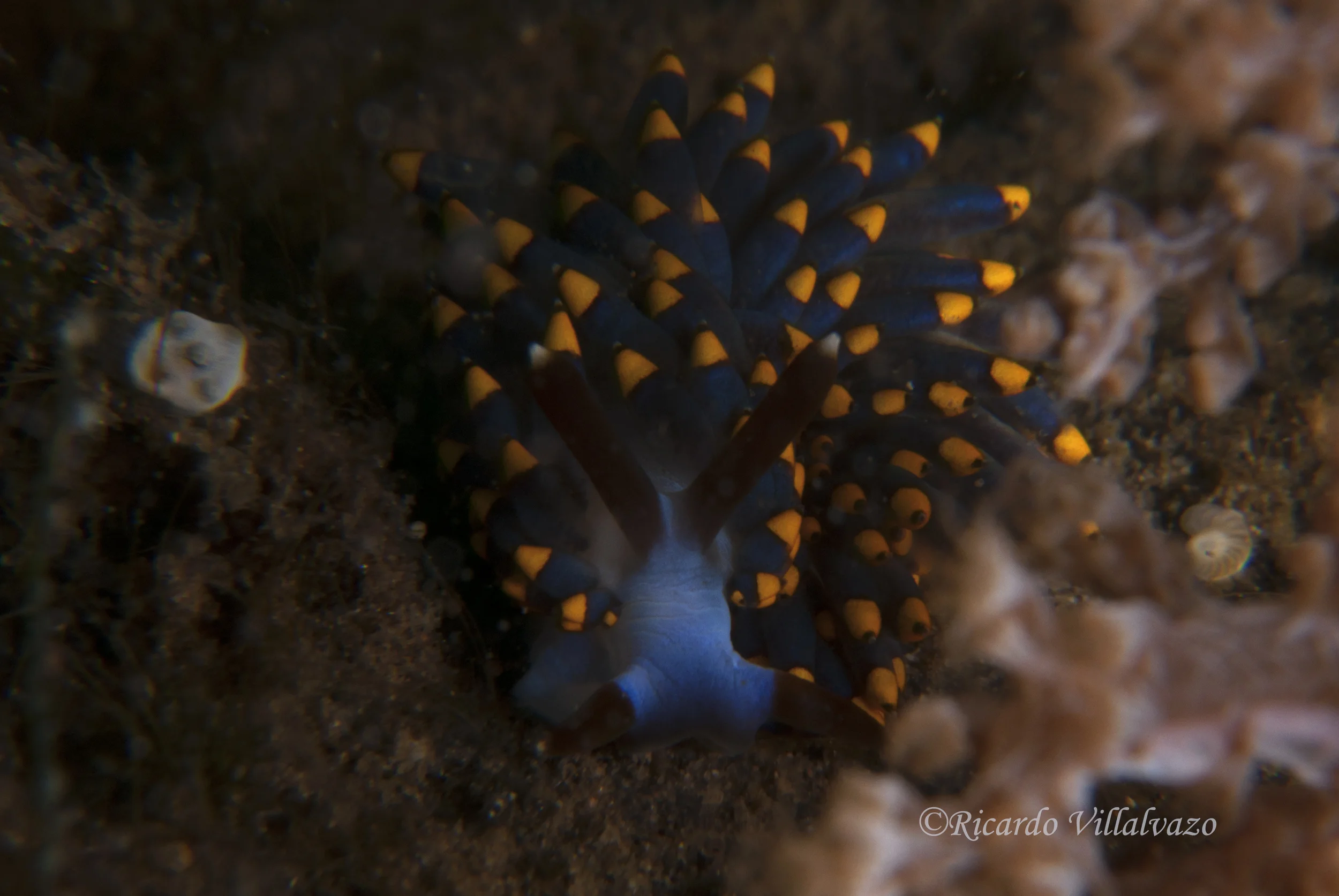 Nudibranch