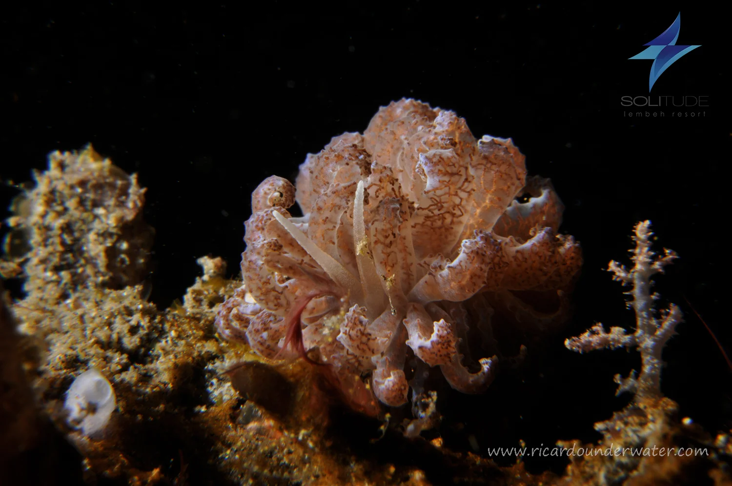 Phyllodesmium lembehensis.jpg