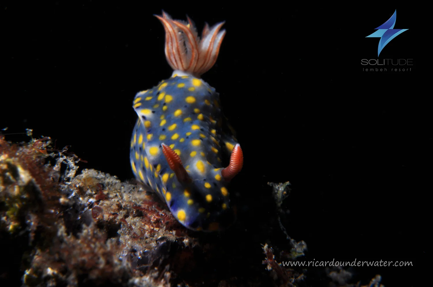 Hypselodoris Infucata.jpg