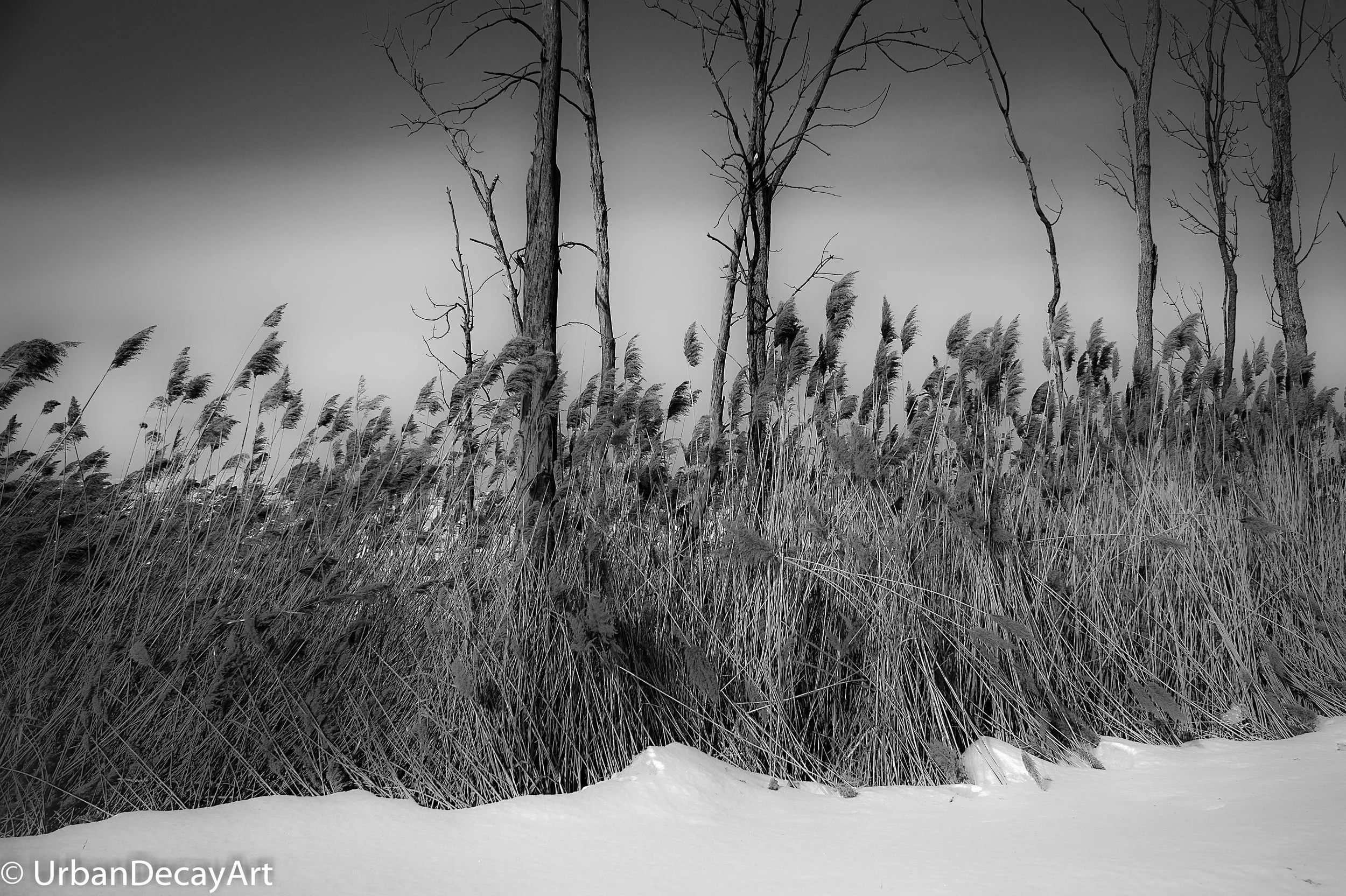 Bull Rushes-.jpg