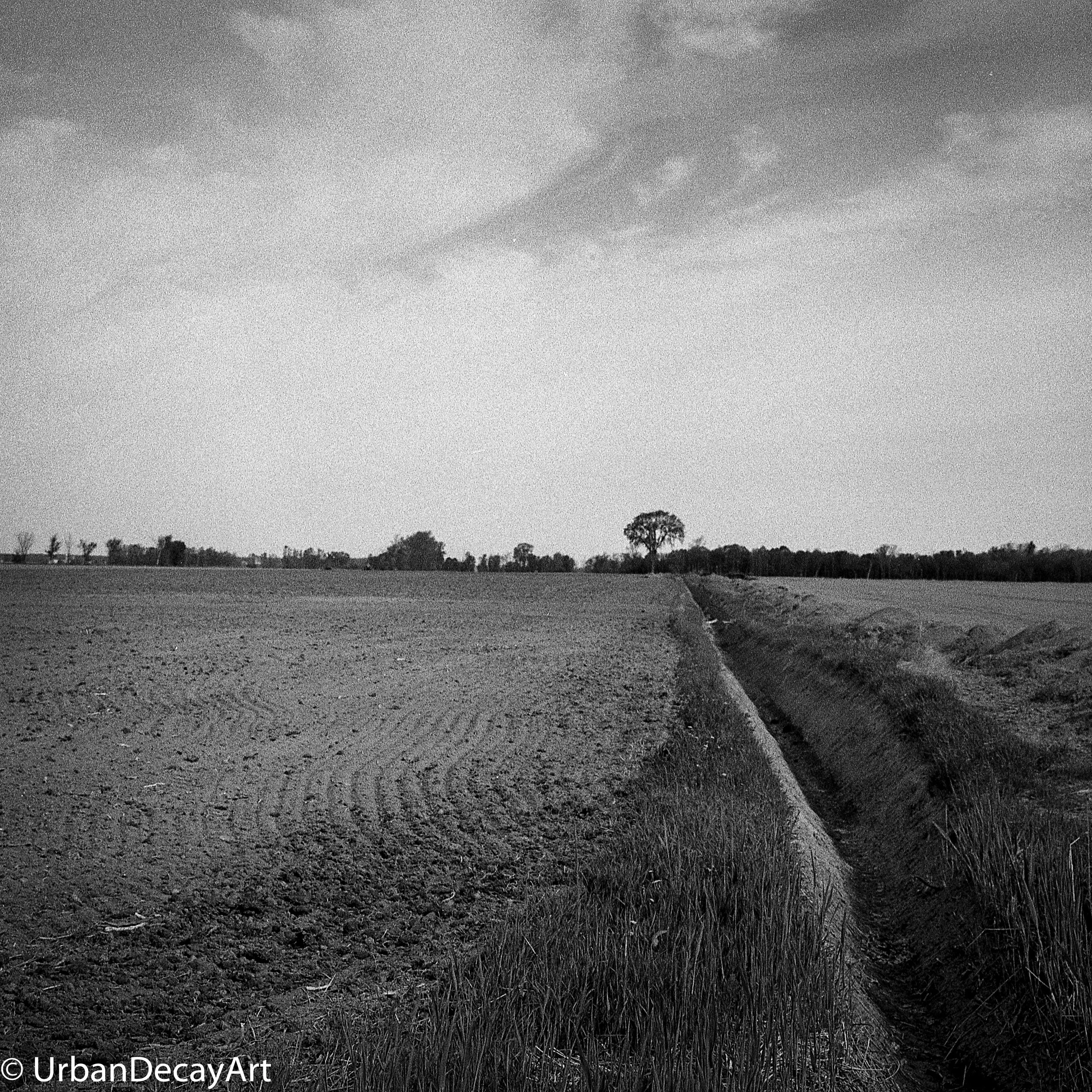 Tree ormstown Kodak Tri-x Medium format