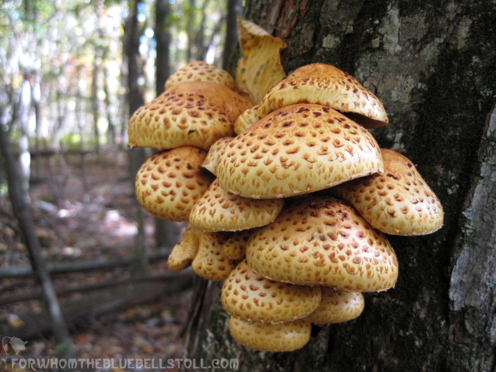 FWTBTmushroomtree.jpg
