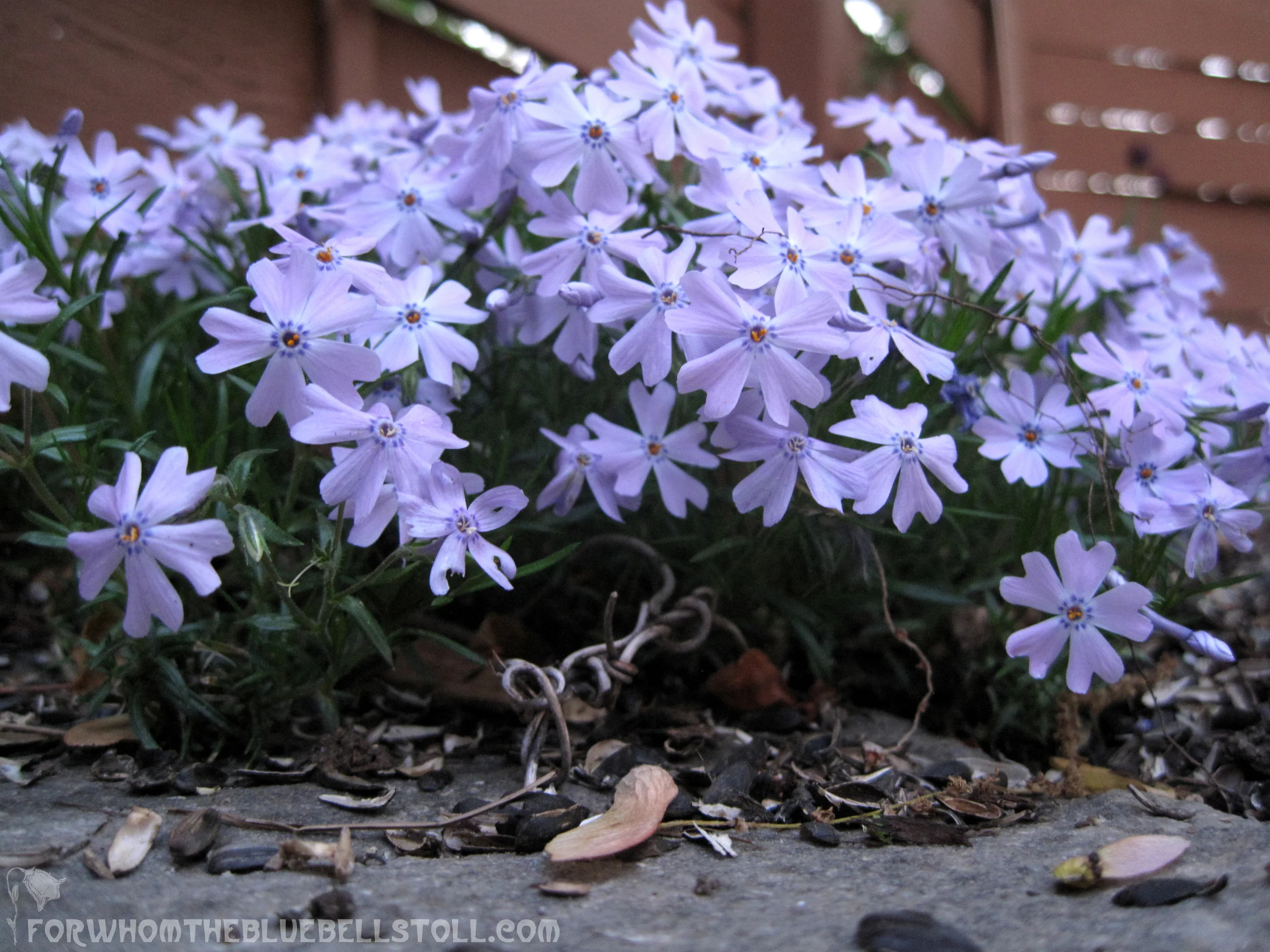 FWTBTphlox.jpg