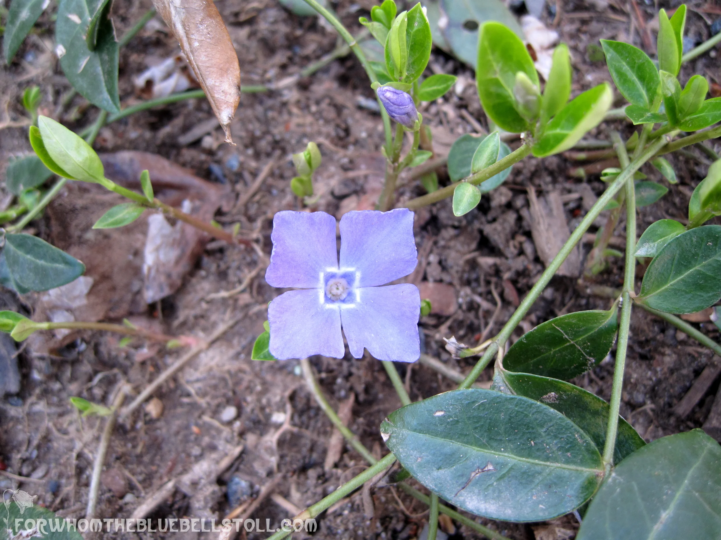 FWTBTsquareperiwinkle.jpg