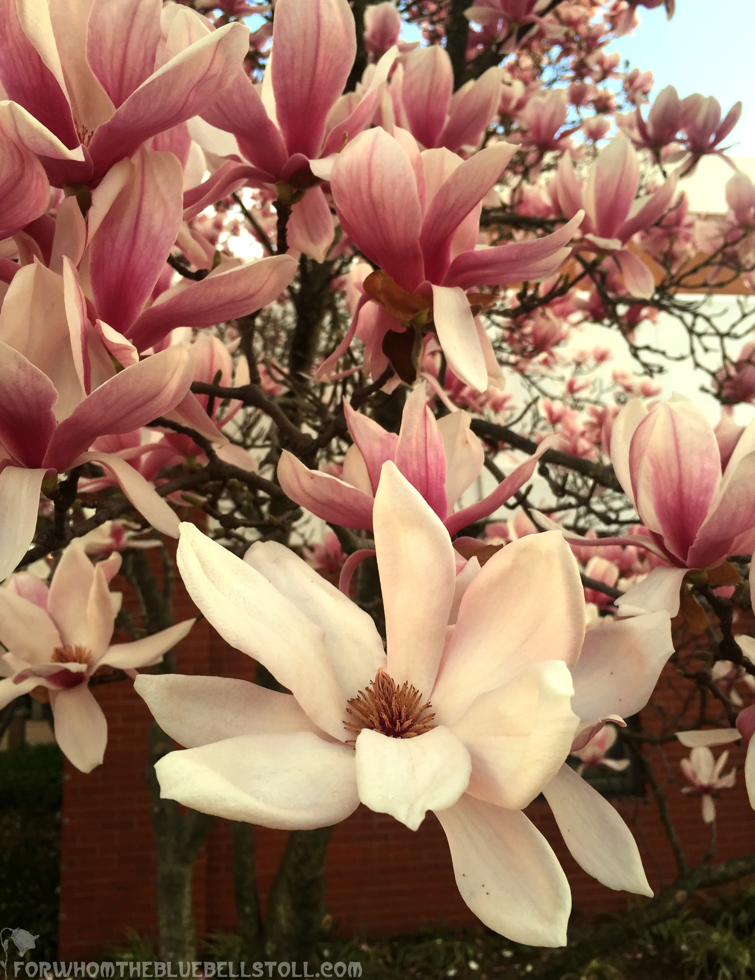 FWTBTsaucermagnolia.jpg