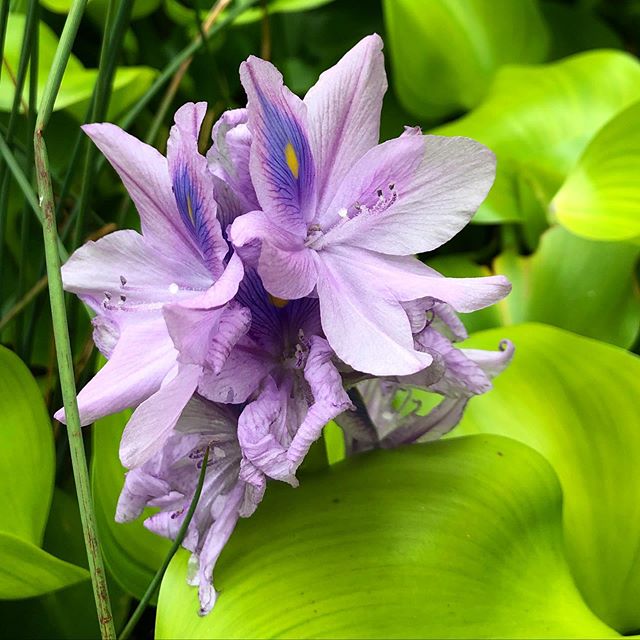 Water hyacinth #blooming in my #autumn #garden. .
.
.
#gardening #purpleflowers #hyacinth #gardenersdoitdirtier #virginia #pond #manassas #budsnroses #budsnrosesgatdenclub #zone7 #landscaping