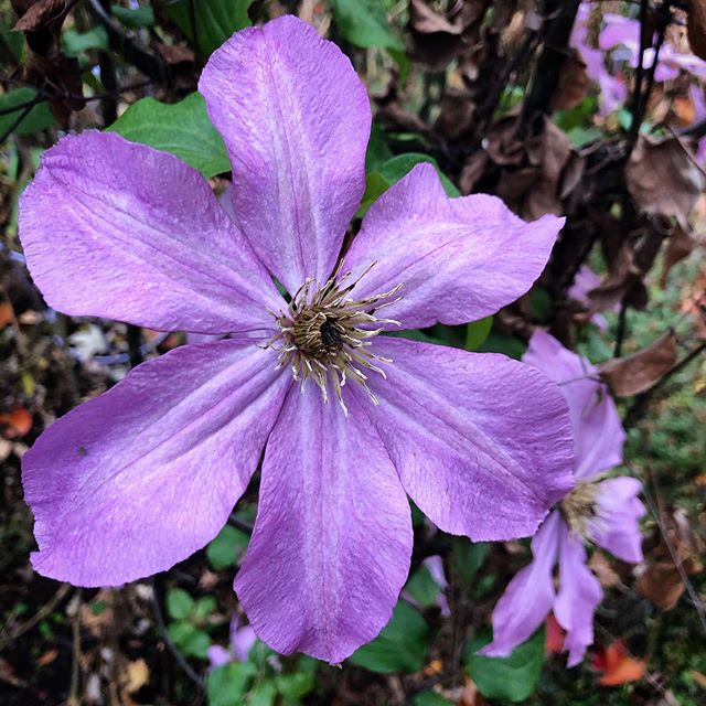 #clematis #blooming in my #autumn garden! Wow! What a treat. .
.
.
#fall #gardening #gardenersdoitdirtier #plants #purple #flowers #landscaping #fallgarden #virginia #manassas