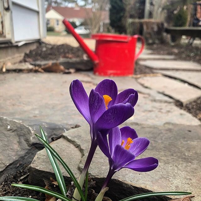 Loving the #colors here! #Spring is almost here!
.
.
.
.
#winter #garden #crocus #wateringcan #purple #red #gardening #gardener #greenthumb #gardenersdoitdirtier #virginia #manassas #flowers #blooms #ephemerals #plants #landscaping #hardscape