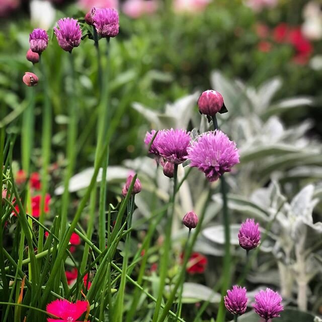 #chives #blooming in my #spring #garden! ❤️#virginia #love #virginiaisforlovers .
.
.
#gardening #gardenersdoitdirtier #flowers #manassas #landscaping #perennials #purple