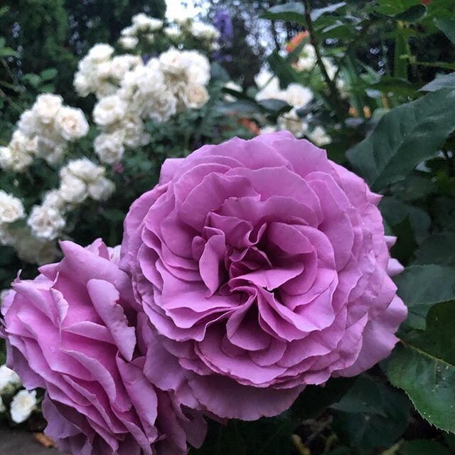 #roses #blooming in my #spring #garden ! I #love these. So #fragrant ! .
.
.
#gardening #gardenlife #gardenersofinstagram #gardenersdoitdirtier #brownthumb #greenthumb #virginia #manassas #manassasva #plants #flowers #beauty #pink #purple #petals #la