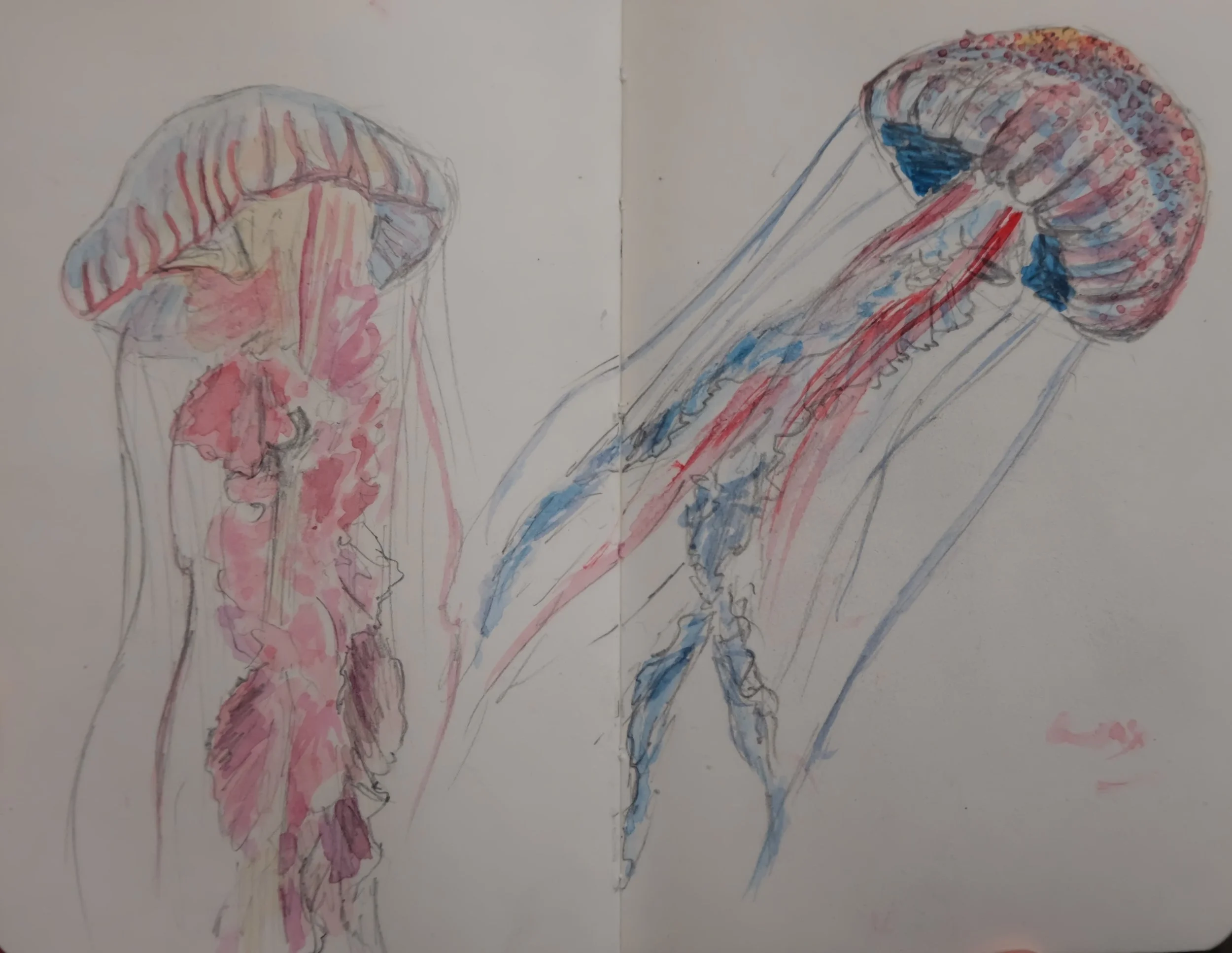 Jellyfish, watercolour