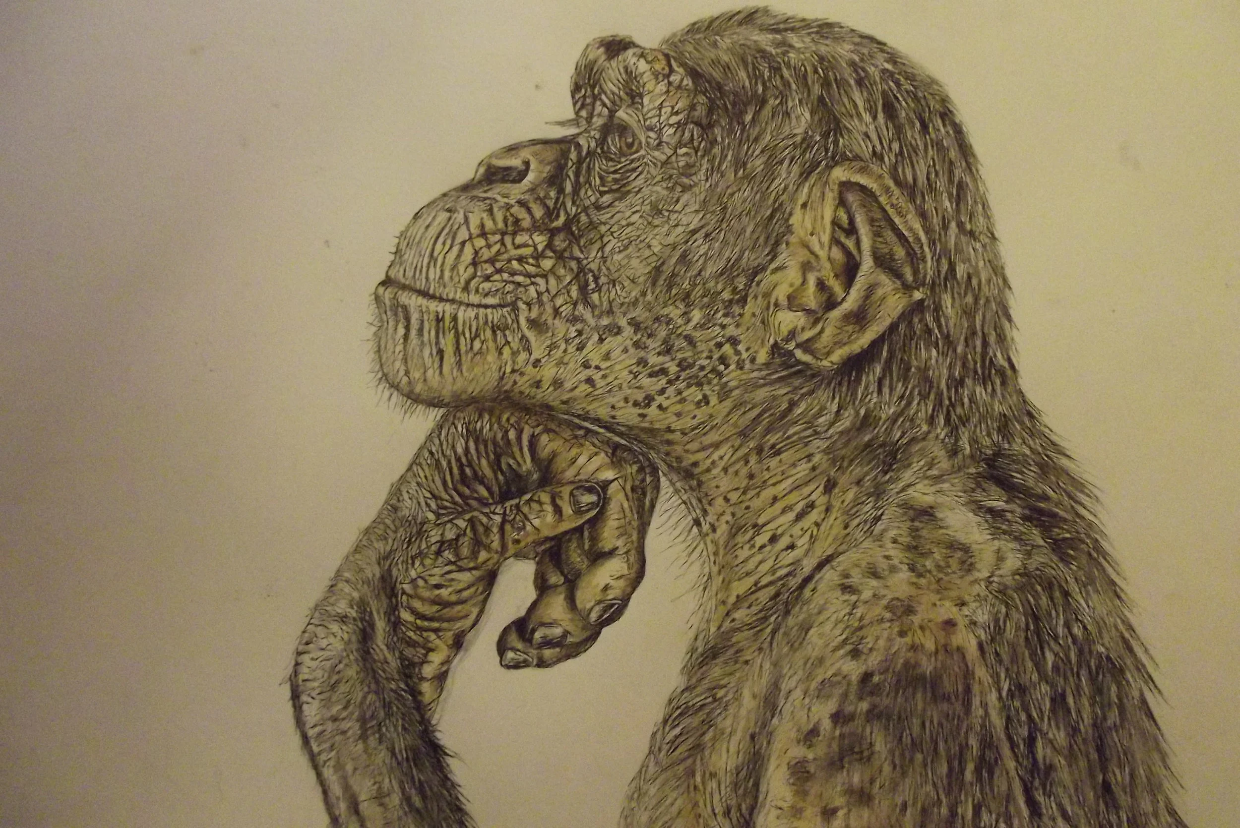 Chimpanzee, watercolour and ink