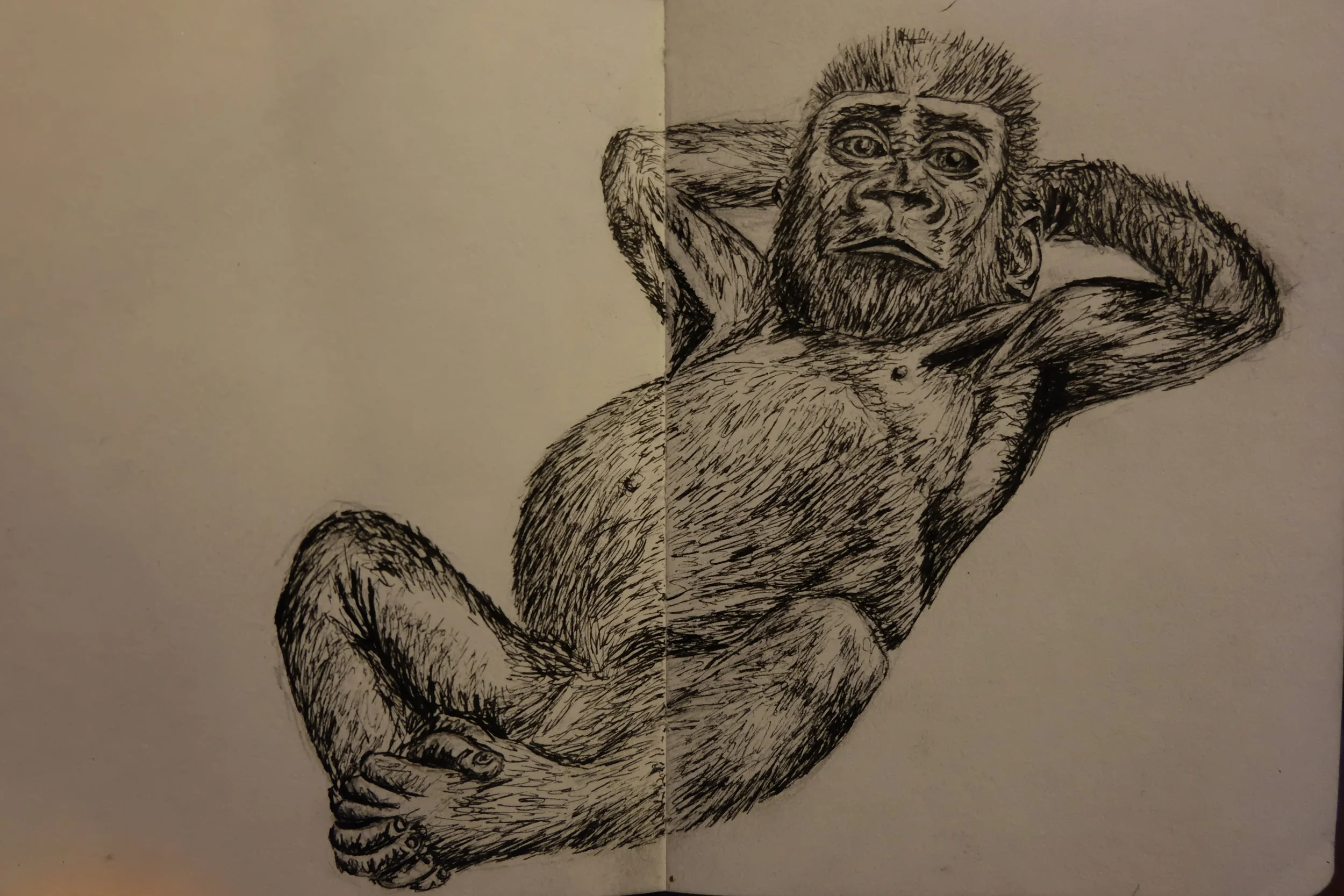 Baby gorilla, ink 