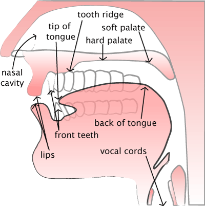 Diagram of Vocal Tract
