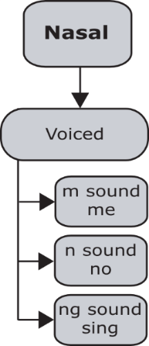 Introduction To Nasals Pronuncian American English Pronunciation