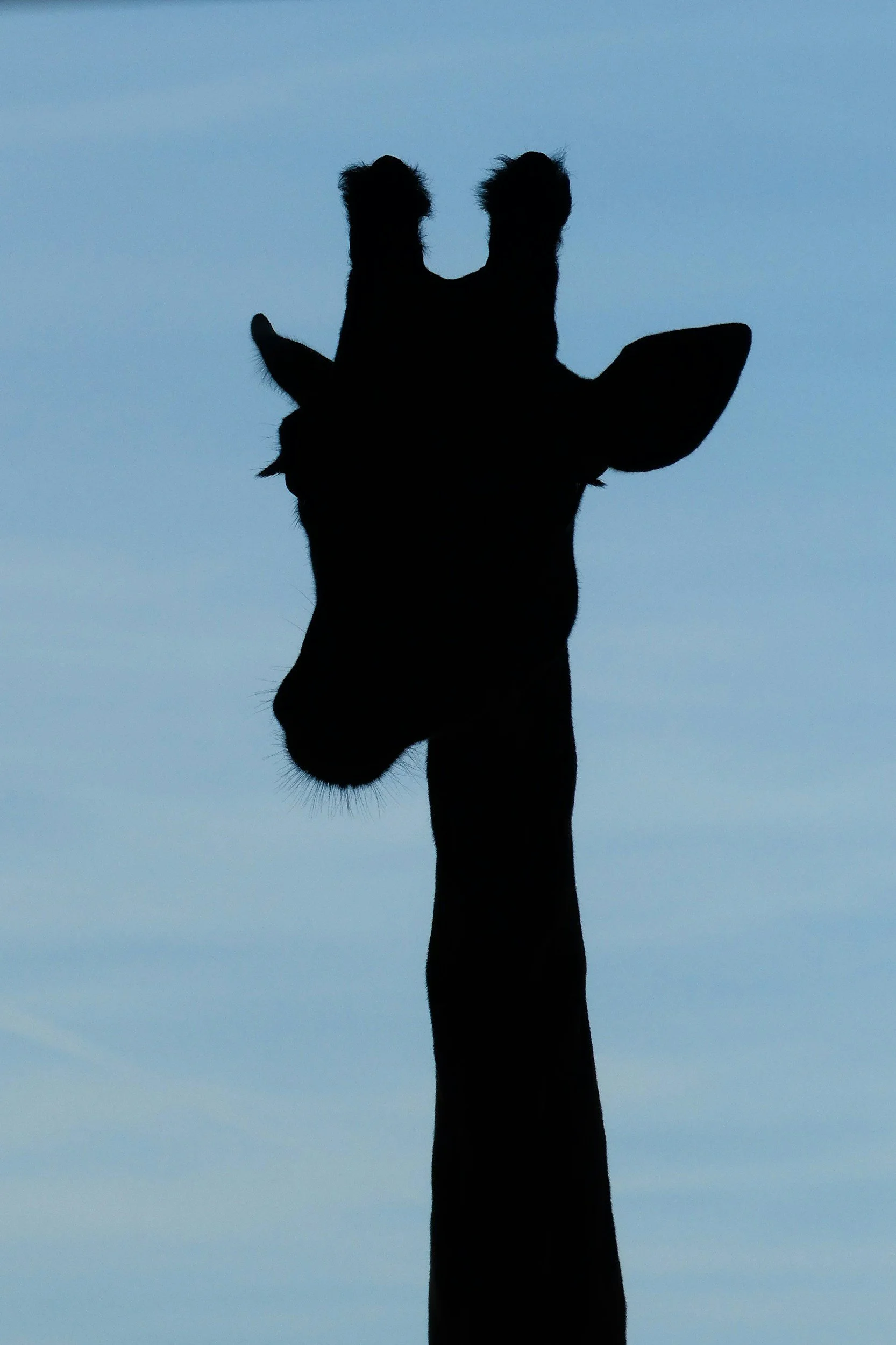 Silhouette of a giraffe's head and neck against a blue sky.