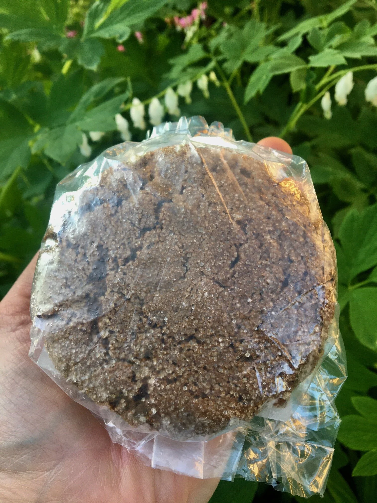 Ginger Molasses.jpg