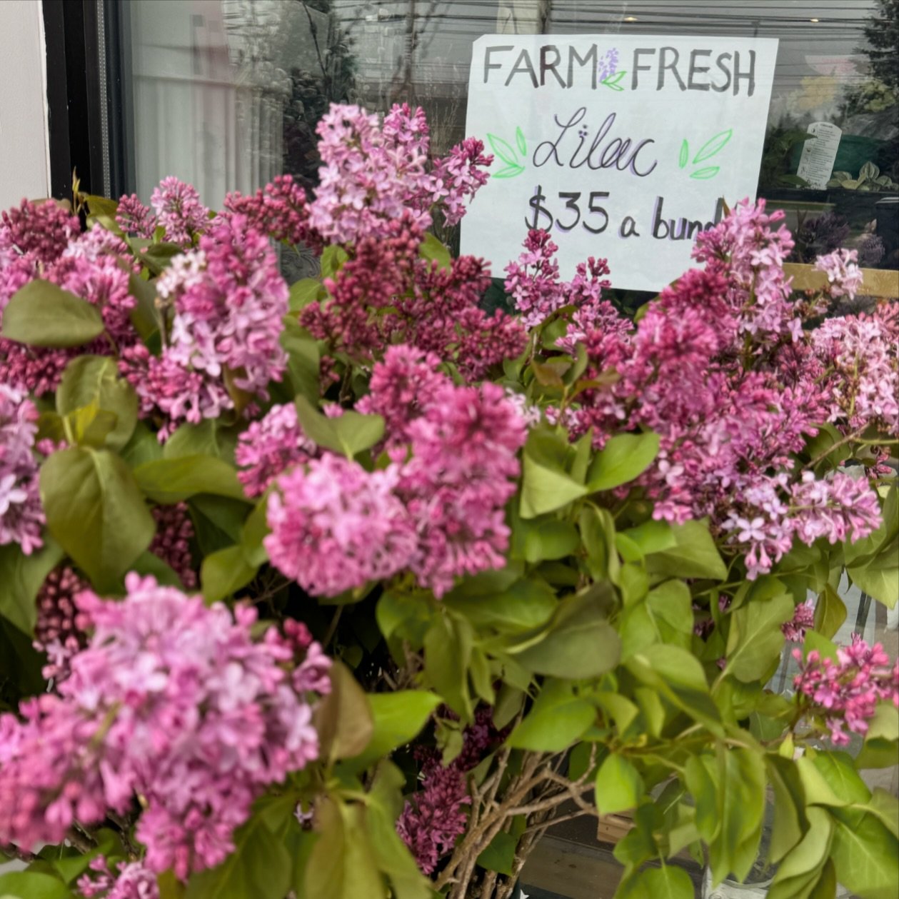 Farm fresh lilac bunches are available in store! And yes, they do smell fantastic 😊