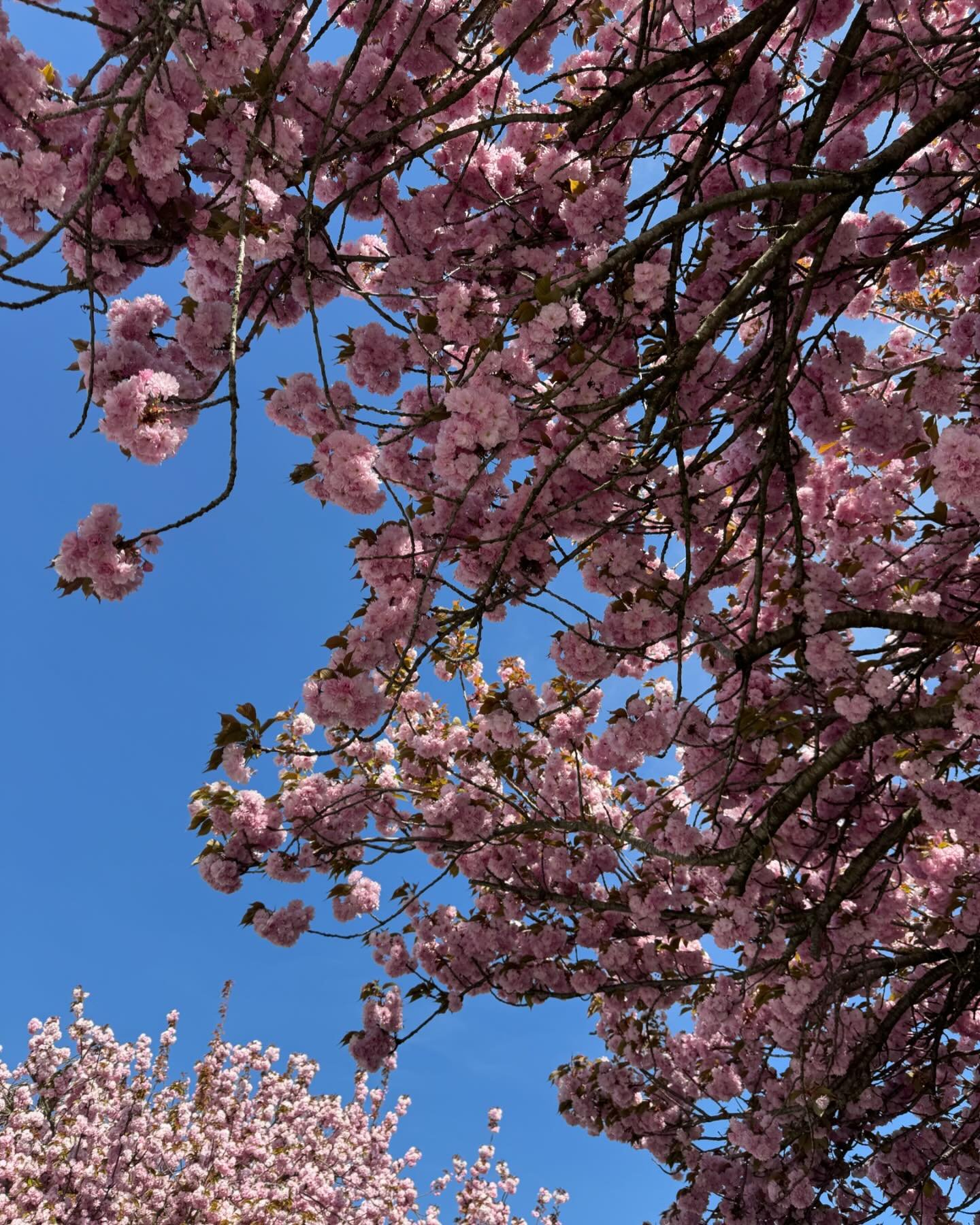 It&rsquo;s cherry blossom season! Have you had the opportunity to walk around and relish the beauty of the gorgeous pink blooms? 🌸