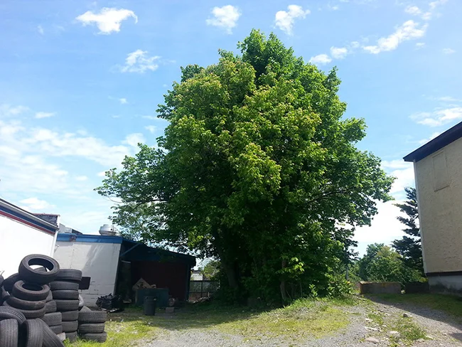 Tree-Tires.jpg